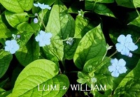lumi&william